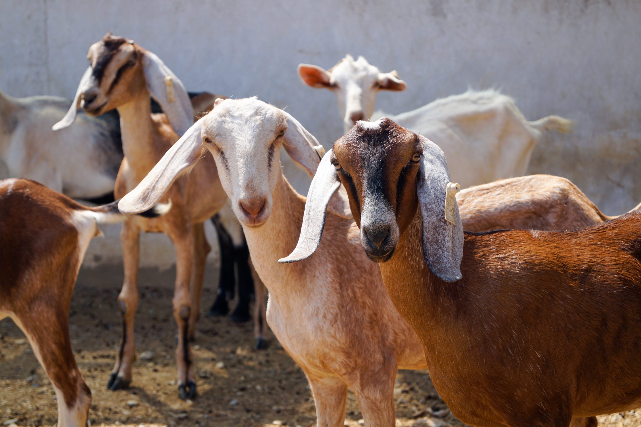 What goats mean for leprosy patients